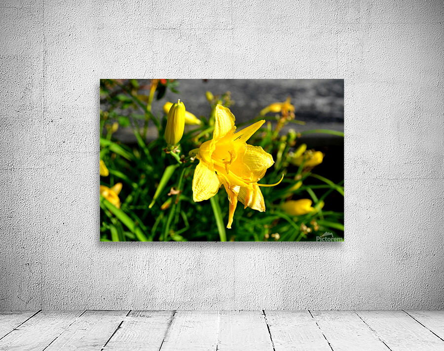 Yellow Flowers Wall Preview