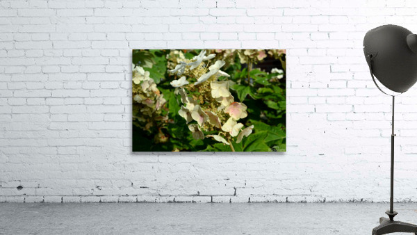 DSC 0003 Wall Preview