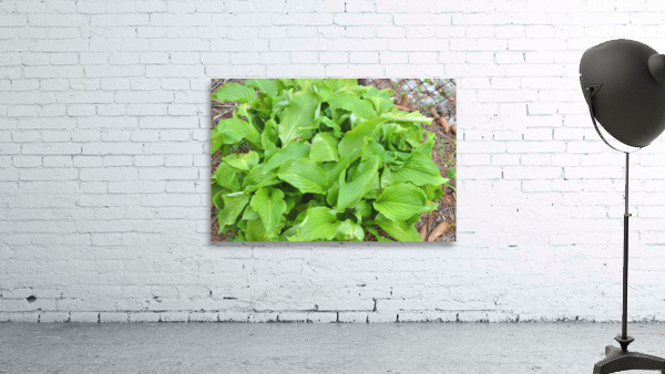 JK09 Wall Preview
