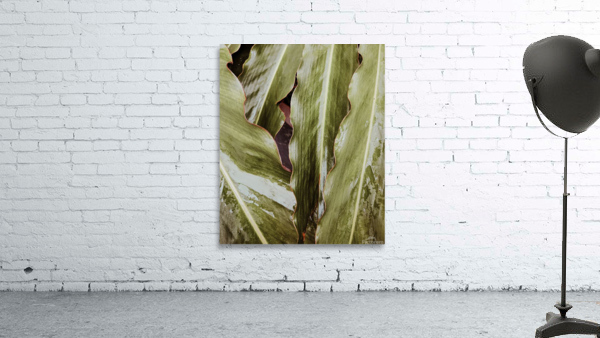 leaves Wall Preview