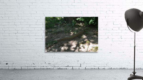 DSC 0432 Wall Preview