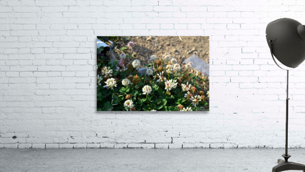DSC 0198 Wall Preview