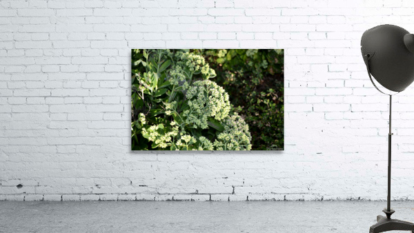 DSC 0088 Wall Preview