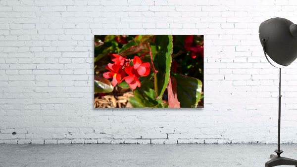 DSC 0261 Wall Preview