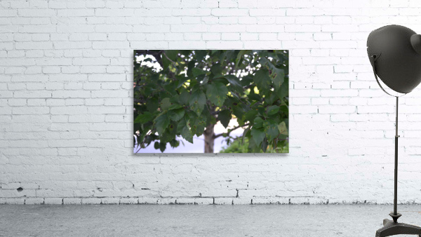 DSC 0226 Wall Preview