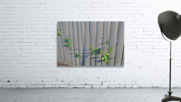 DSC 0021 Wall Preview