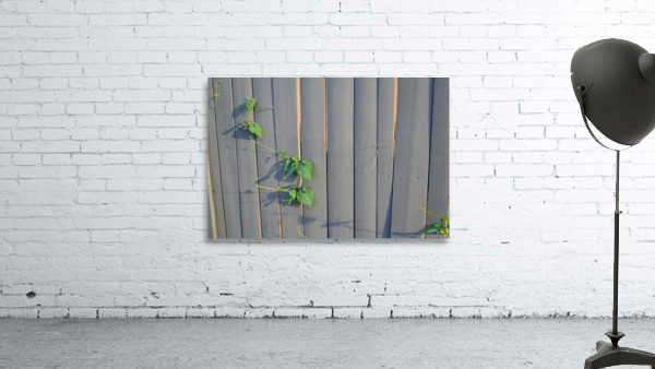 DSC 0018 Wall Preview