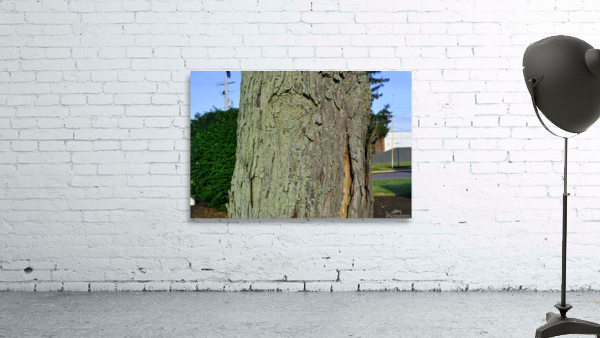 DSC 0017 Wall Preview