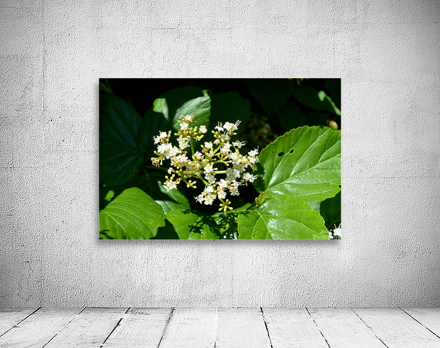 DSC 0393 Wall Preview