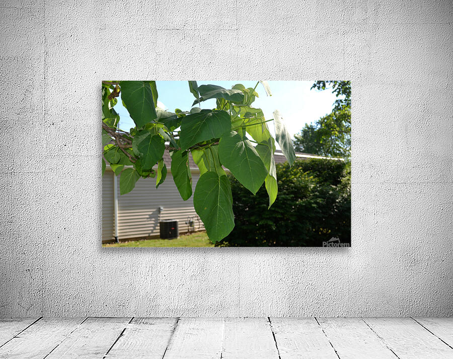 DSC 0317 Wall Preview