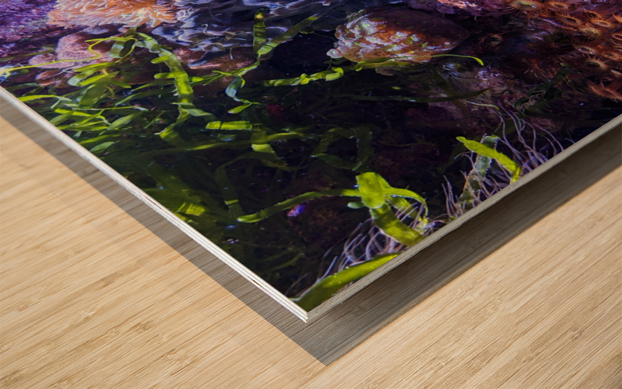 AquariumFishTank Wood print