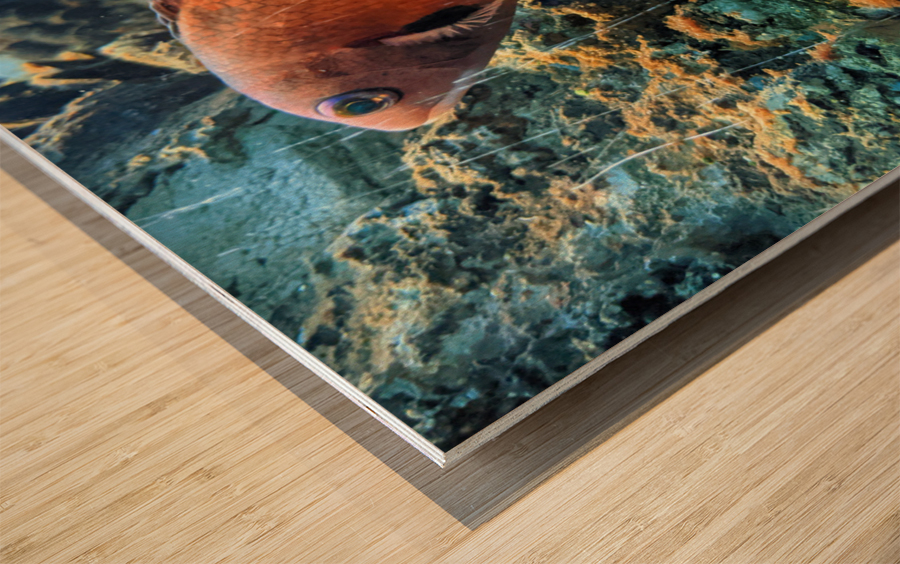 OrangeFishScene Wood print