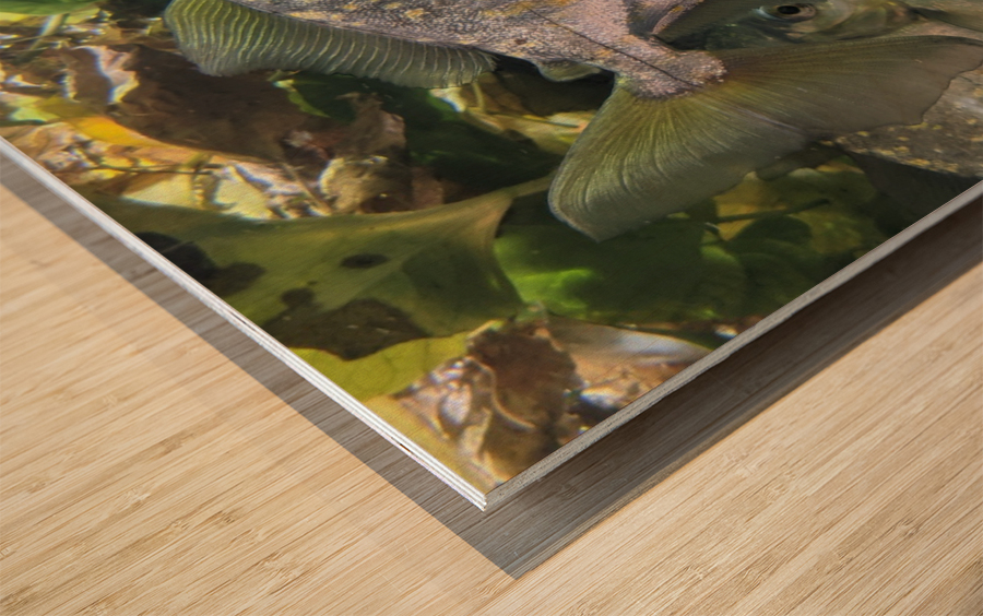 Colorful Fish Wood print