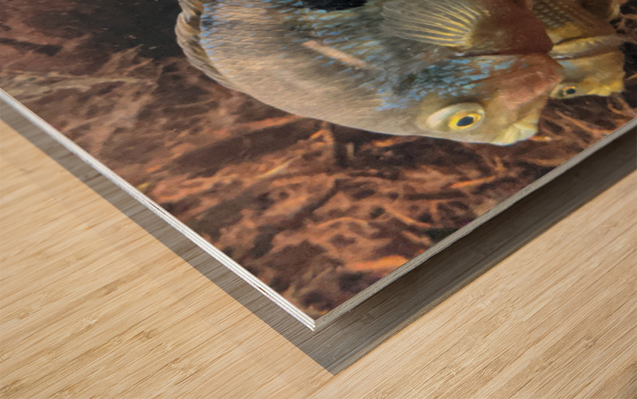 Colorful Fish Wood print