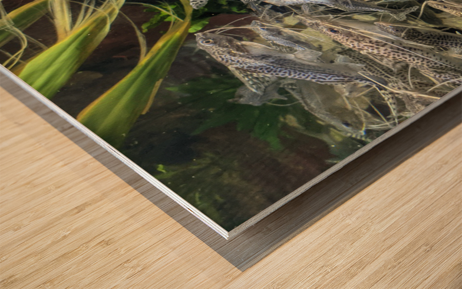 Colorful Fish Wood print