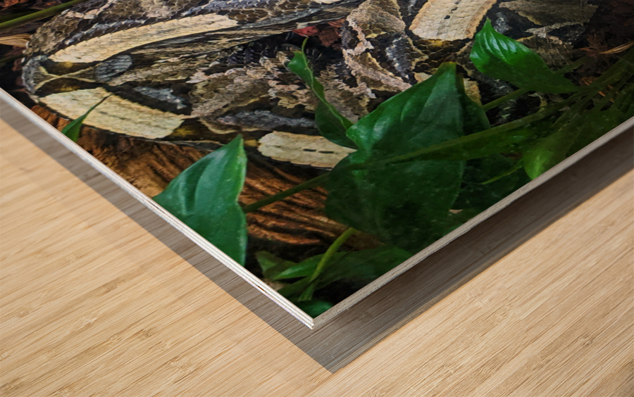 White Snake Wood print