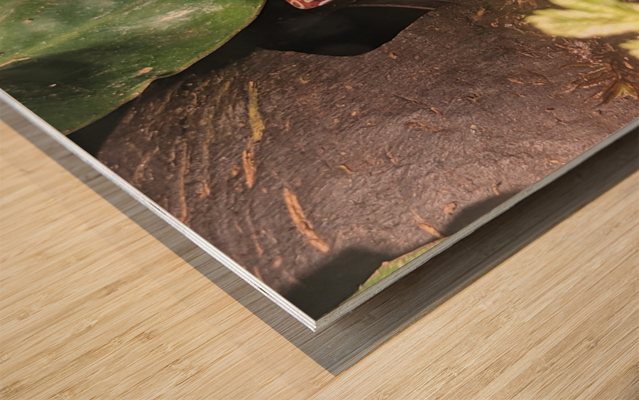 Red Frog Wood print