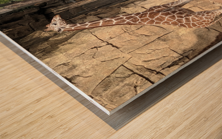 Giraffe Wood print