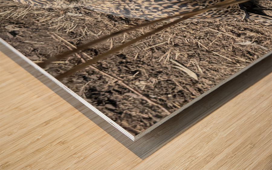 Bird Wood print