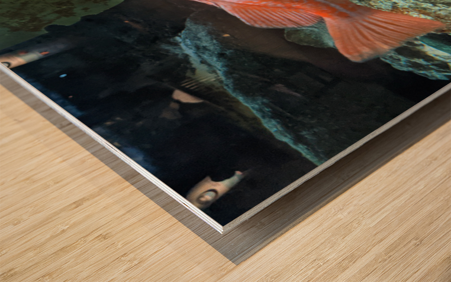 Colorful Fish Wood print