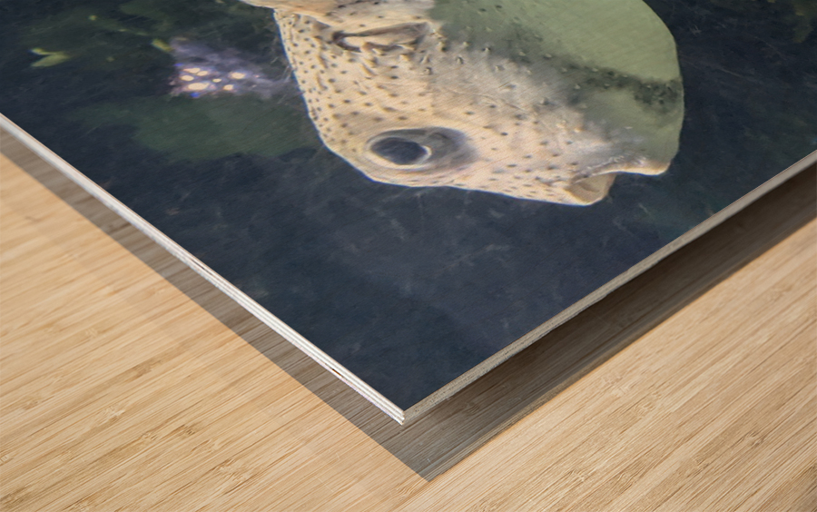 Puffer Fish Wood print