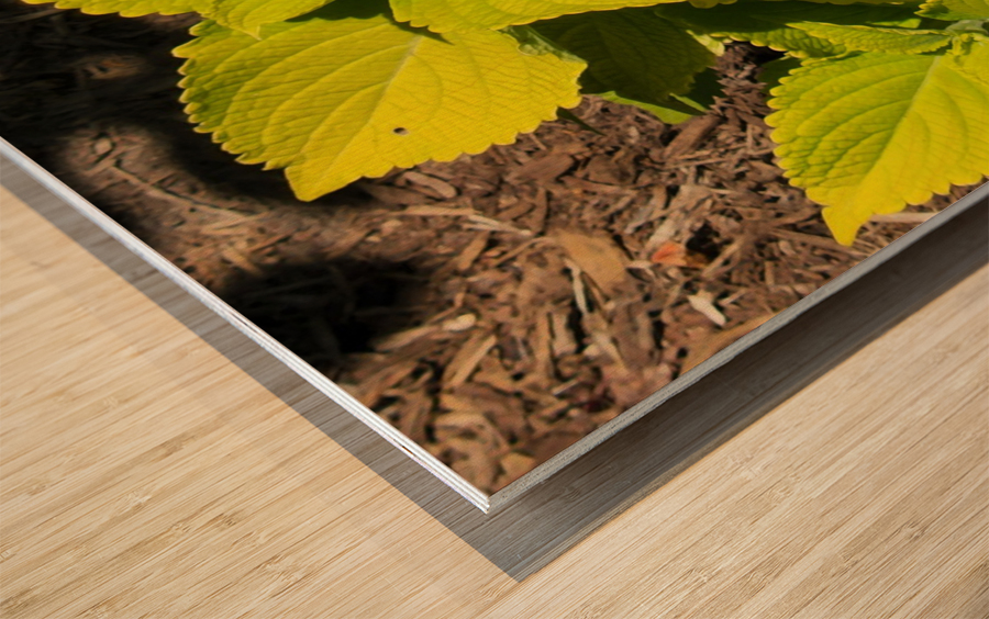 20220628 153835 Wood print