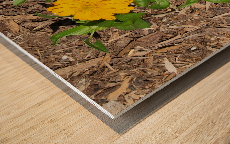 20220628 153829 Wood print
