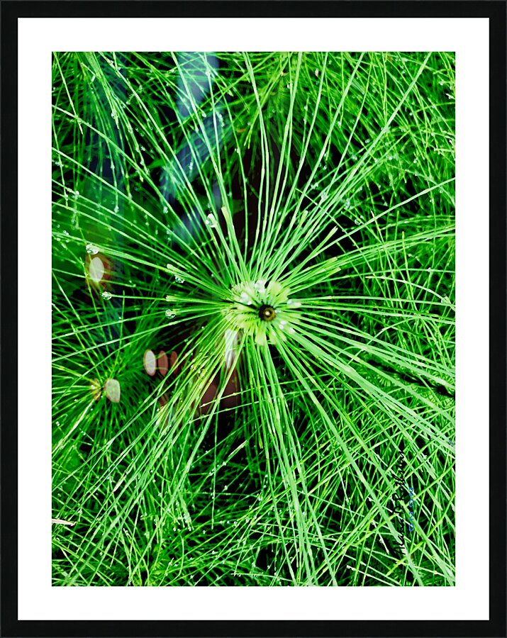 BOTANICA Picture Frame print