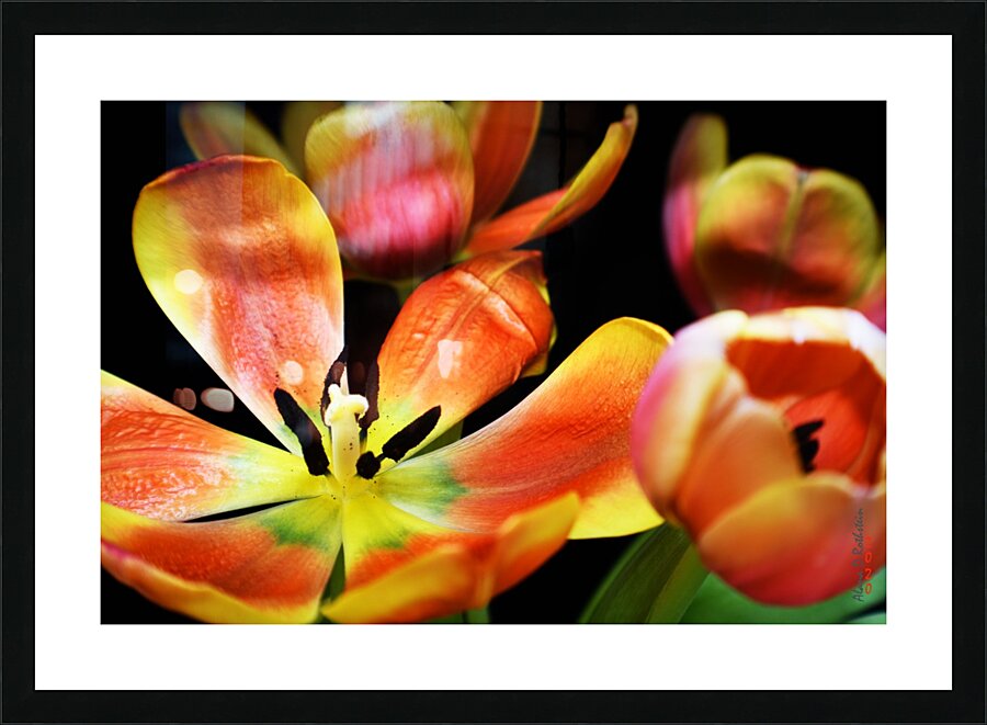 Tulip 1 Picture Frame print