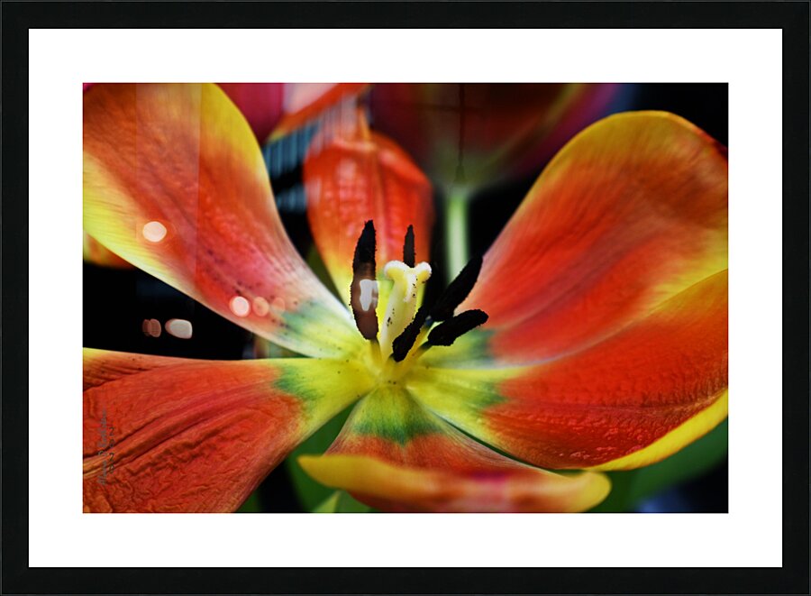 Tulip 2 Picture Frame print