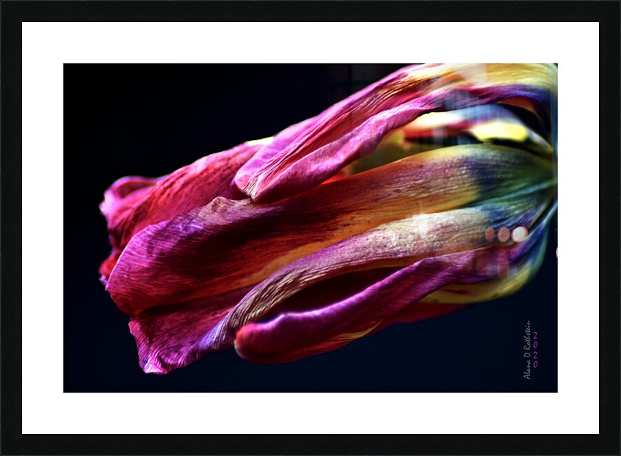 Tulip 3 Picture Frame print