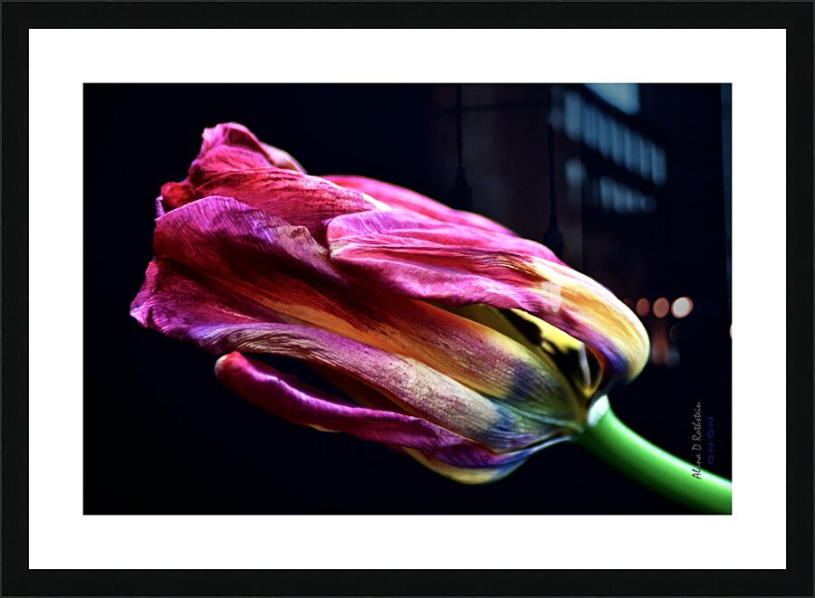 Tulip 4 Picture Frame print