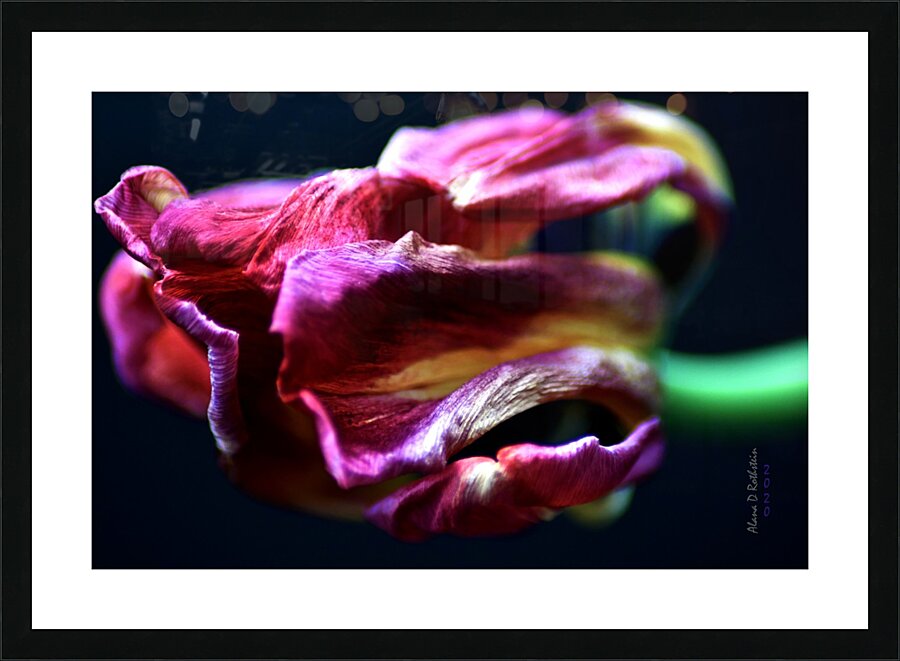 Tulip 5 Picture Frame print