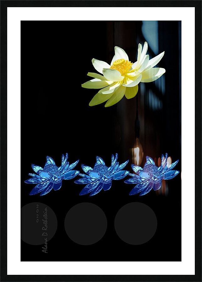 Lotus 1 Picture Frame print