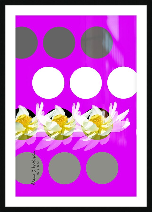 Lotus 4 Picture Frame print