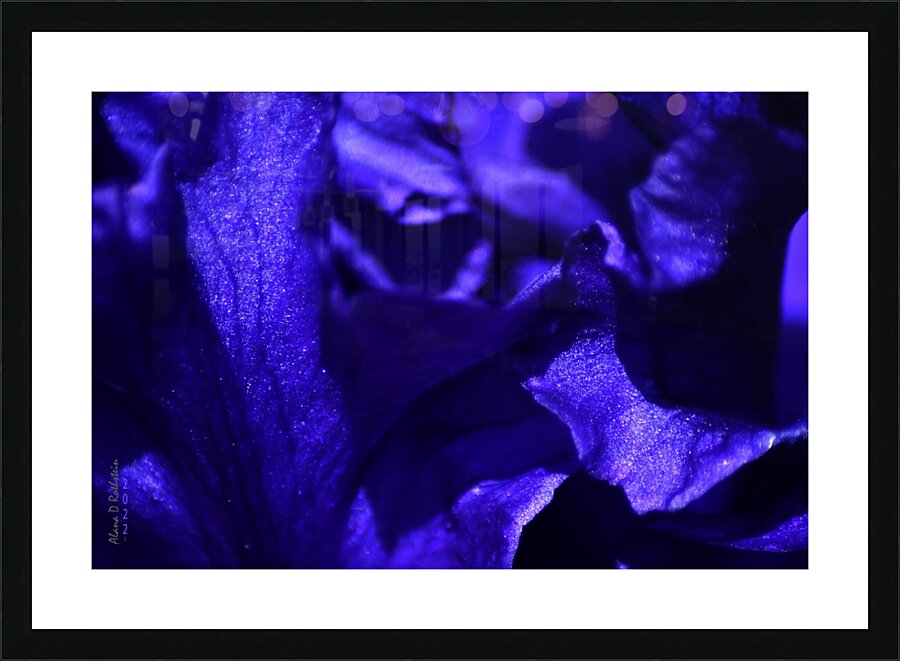 Iris Power Periwinkle 2022 Picture Frame print