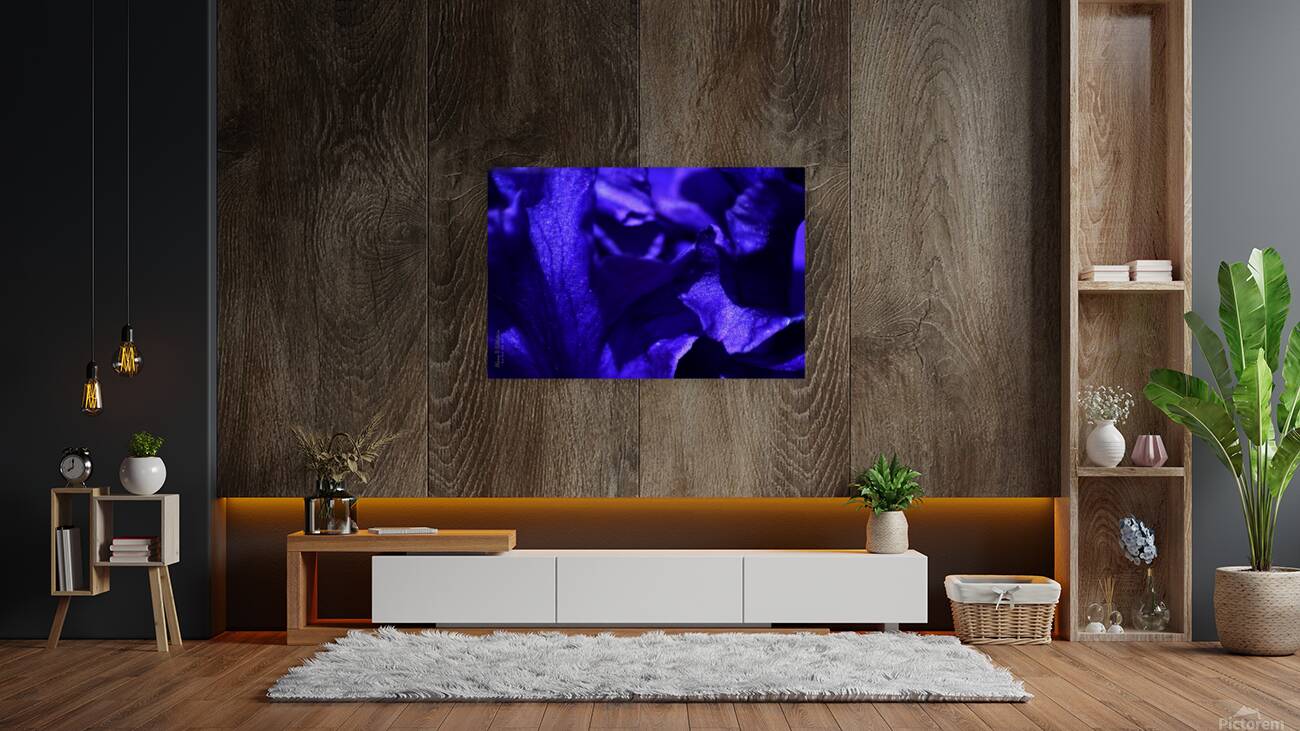 Iris Power Periwinkle 2022 Reproduction