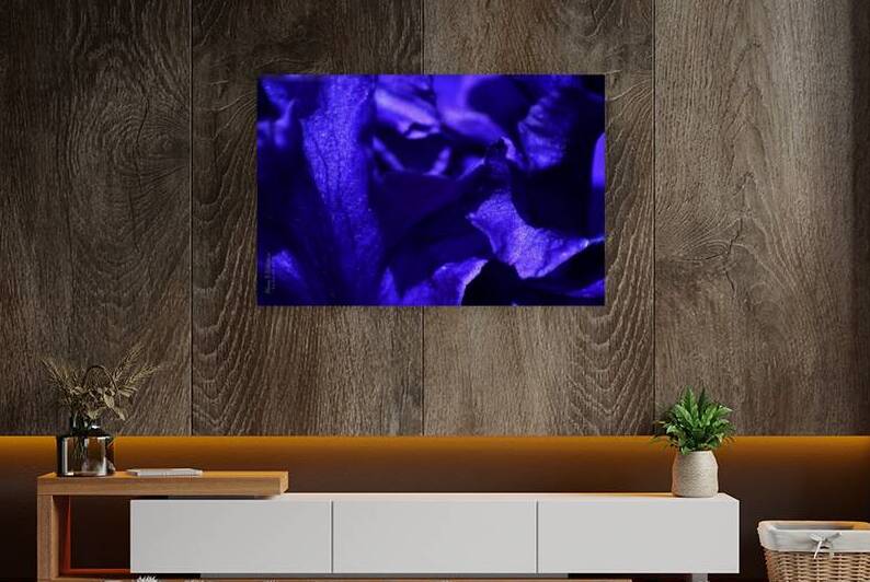 Iris Power Periwinkle 2022 by Alana Rothstein