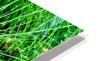 BOTANICA HD Metal print