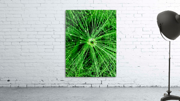 BOTANICA Wall Preview