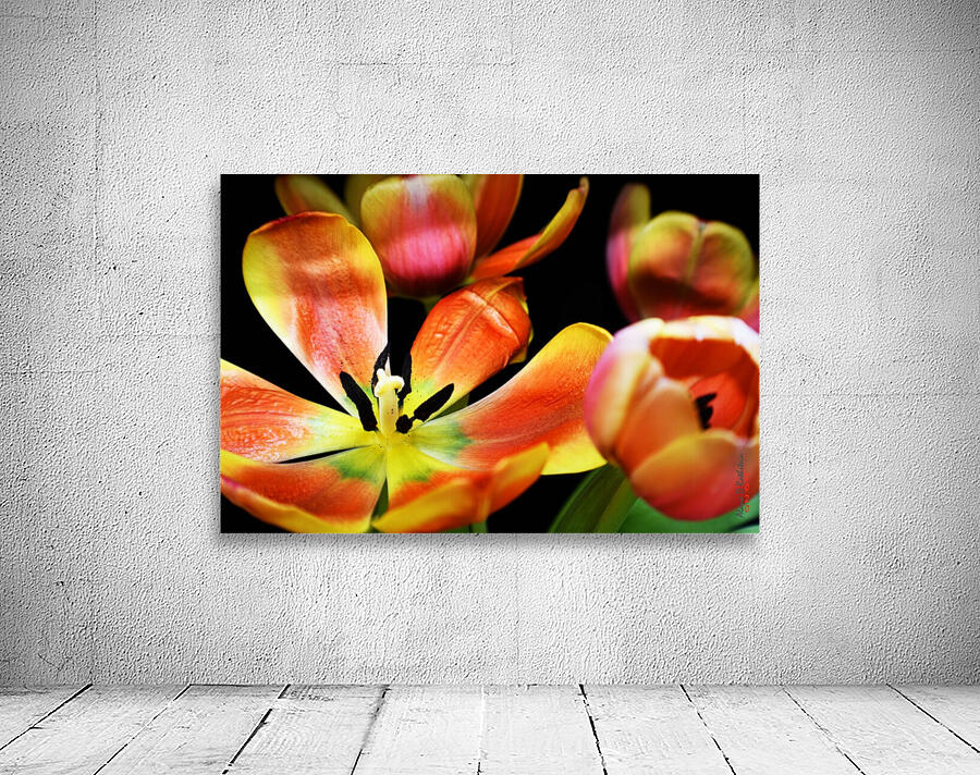 Tulip 1 Wall Preview