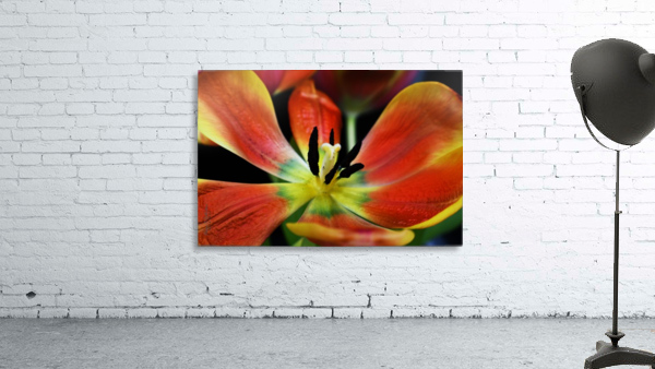 Tulip 2 Wall Preview