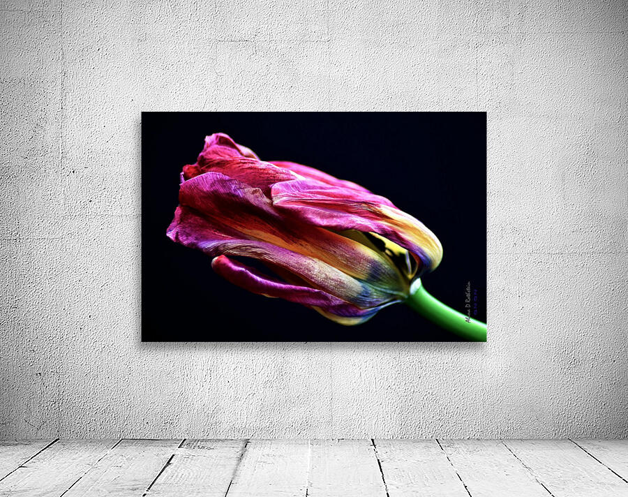 Tulip 4 Wall Preview