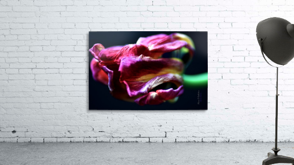 Tulip 5 Wall Preview