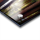 Redwoods Elf I Acrylic print