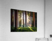 Redwoods Elf I Acrylic Print