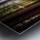 Redwoods Elf I Metal print