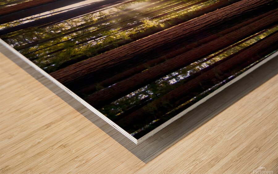 Redwoods Elf I Wood print