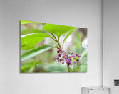 Umbrella Acrylic Print