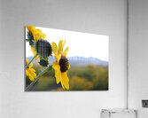 Utah Sunflower Acrylic Print